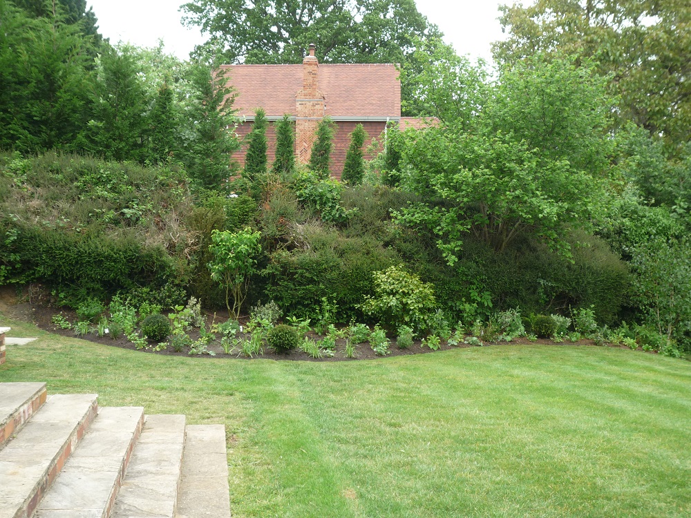 Shrubs and cyprus trees designed for Reigate Garden